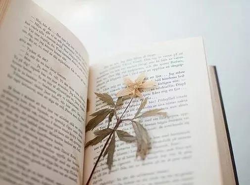 她用这种高颜值的干花装饰家里,隔壁邻居都惊叹不已