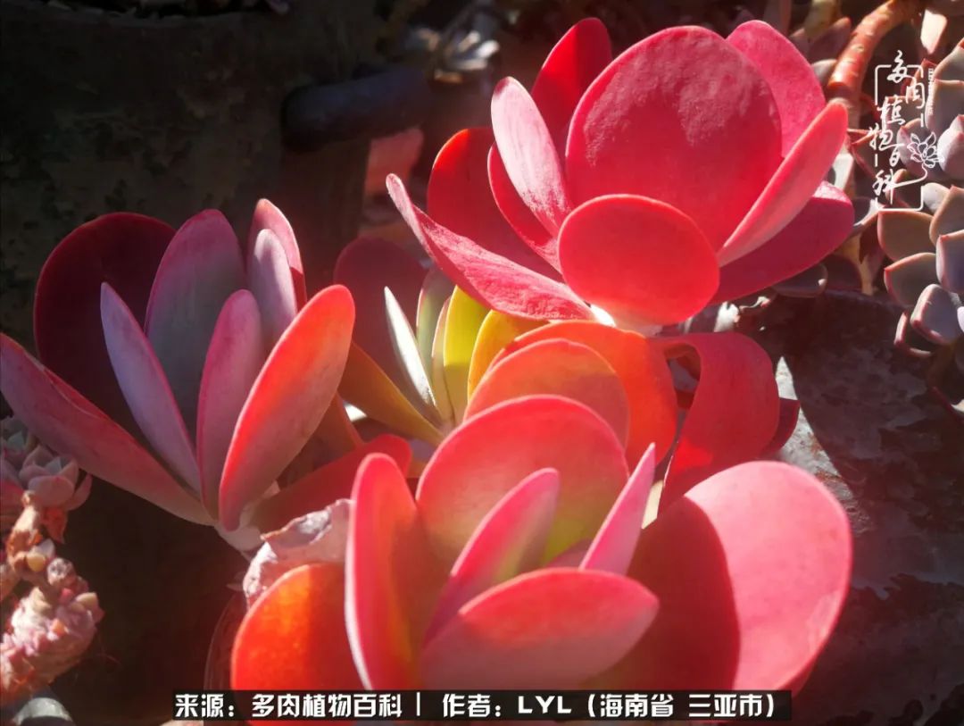 开挂区养多肉,非开挂区怎么把多肉养出状态