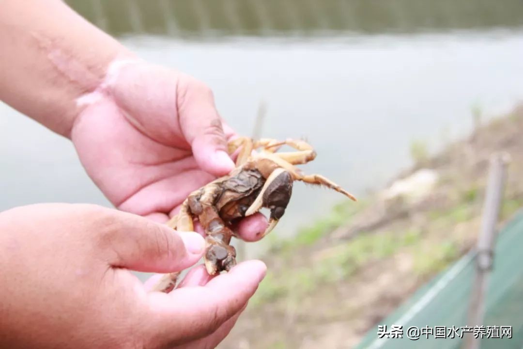 年销售额达5000多万，一手打造多个“百万富翁”，这位上过《致富经》的传奇蟹匠，又把这块土地变废为宝