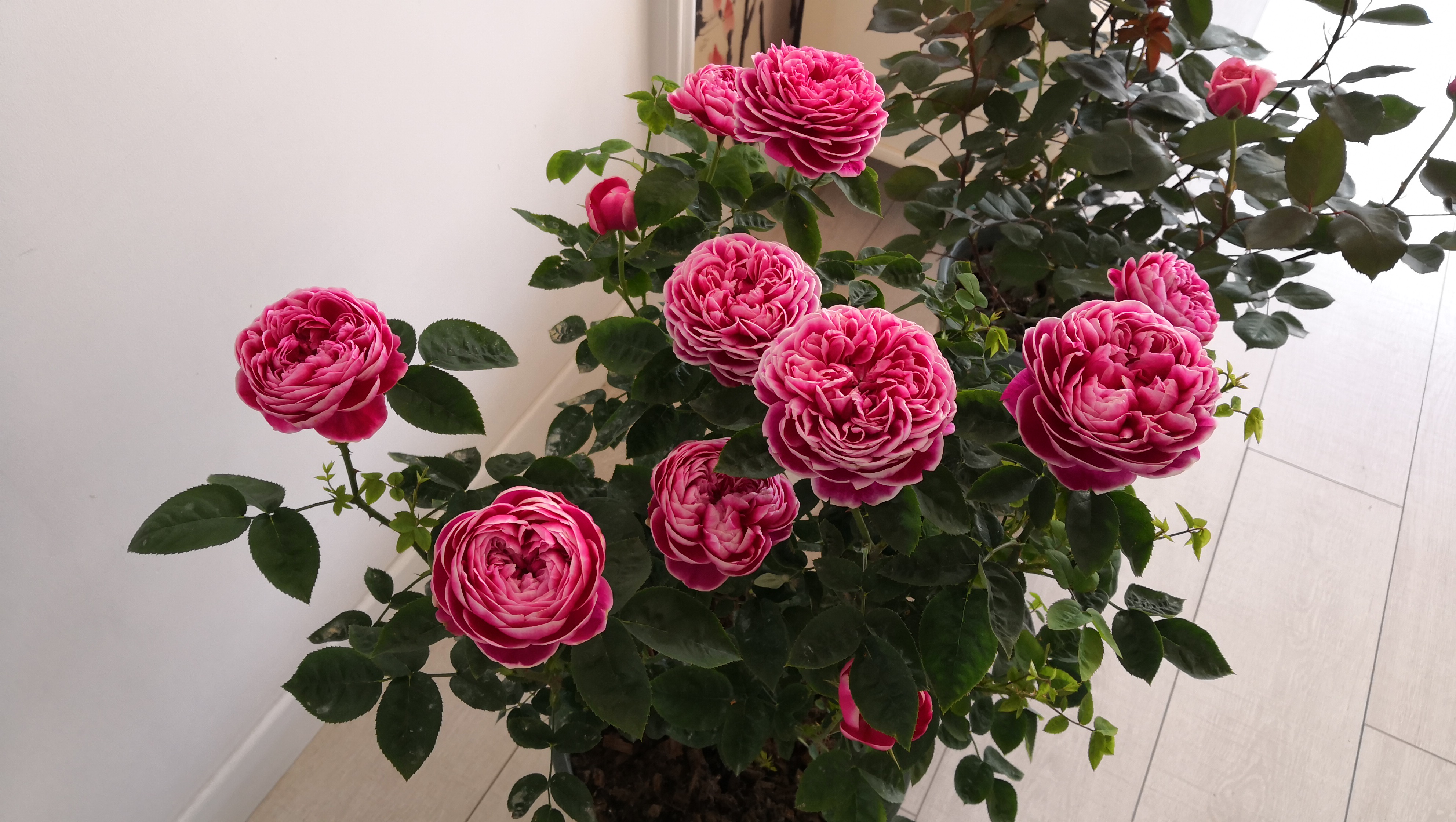 盆栽花卉橙芭比,盆栽花卉新品种