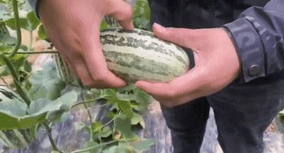 正宗博洋蜜瓜产地,黄洋蜜瓜和博洋蜜瓜区别