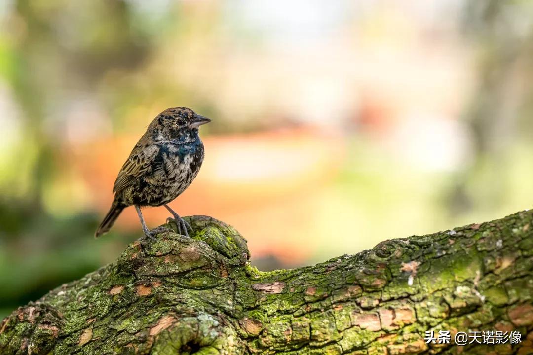 徕卡sl90-280拍人像,徕卡sl24-90镜头与24-70镜头比较