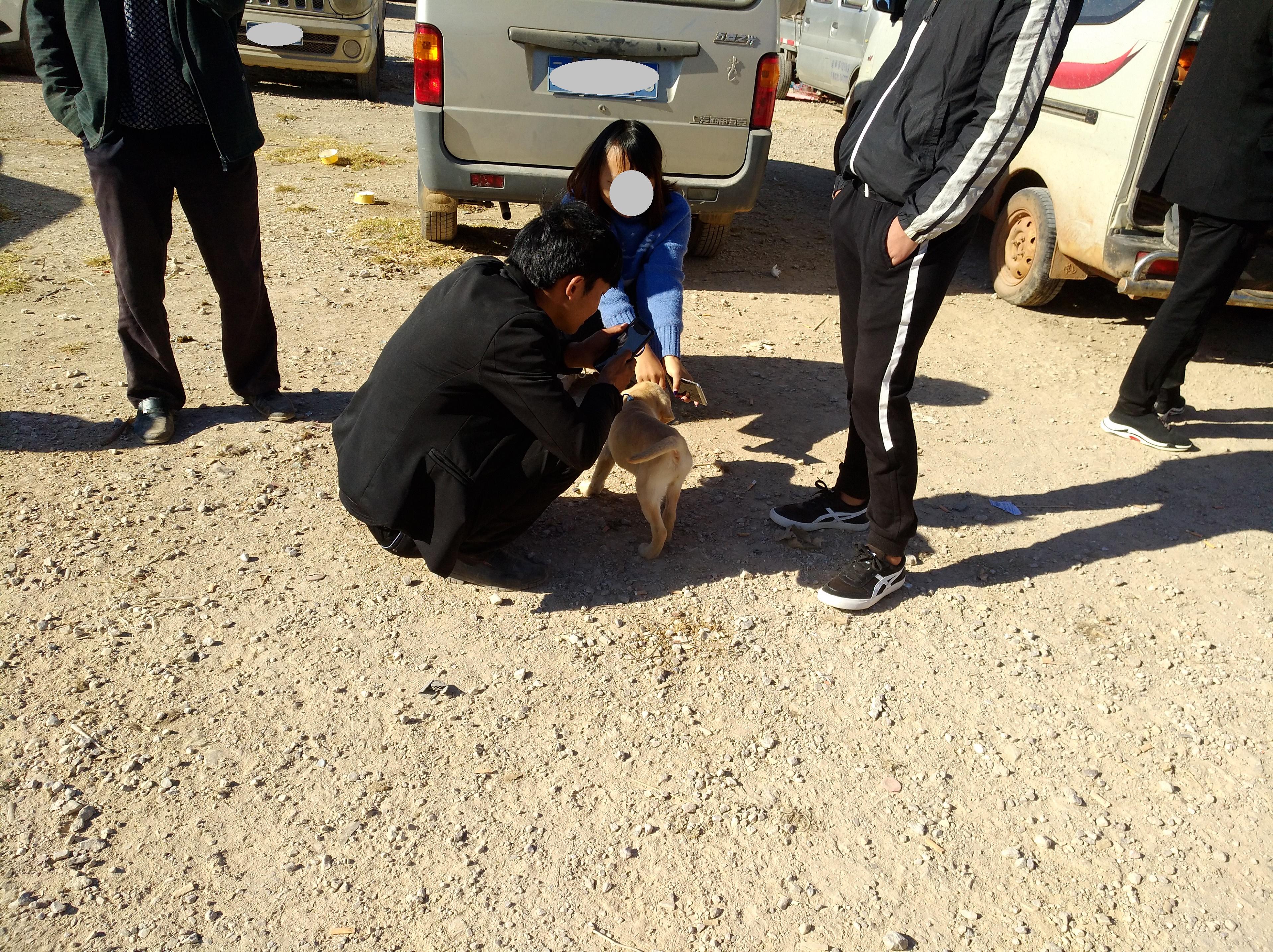 70斤拉布拉多卖给狗贩子多少钱 (买了只拉布拉多1000块钱)