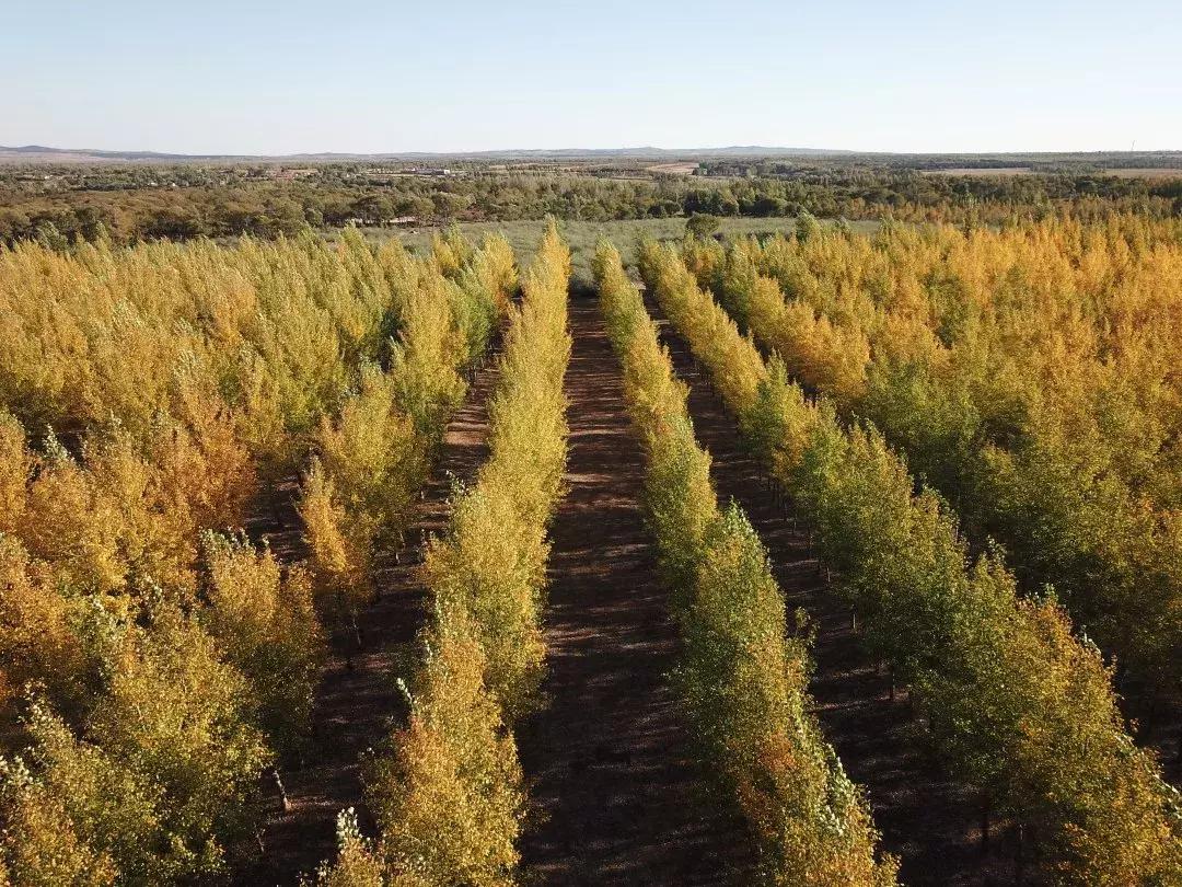 seeds丨走，去中国北疆种一棵圣诞树！