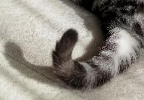 常见的猫咪皮肤病有哪些？如何治疗和预防猫癣和猫咪黑下巴？