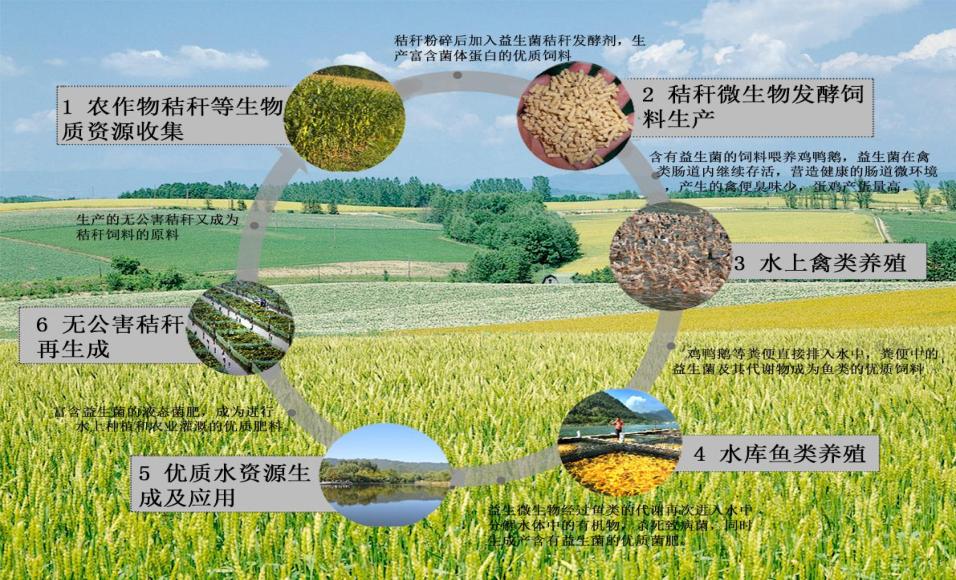 秸秆利用型养殖,秸秆生态循环农业模式图