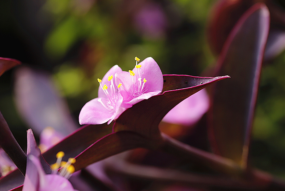 植物世界丨40款人见人爱的爆火花卉居然都是入侵植物，丢弃要犯罪