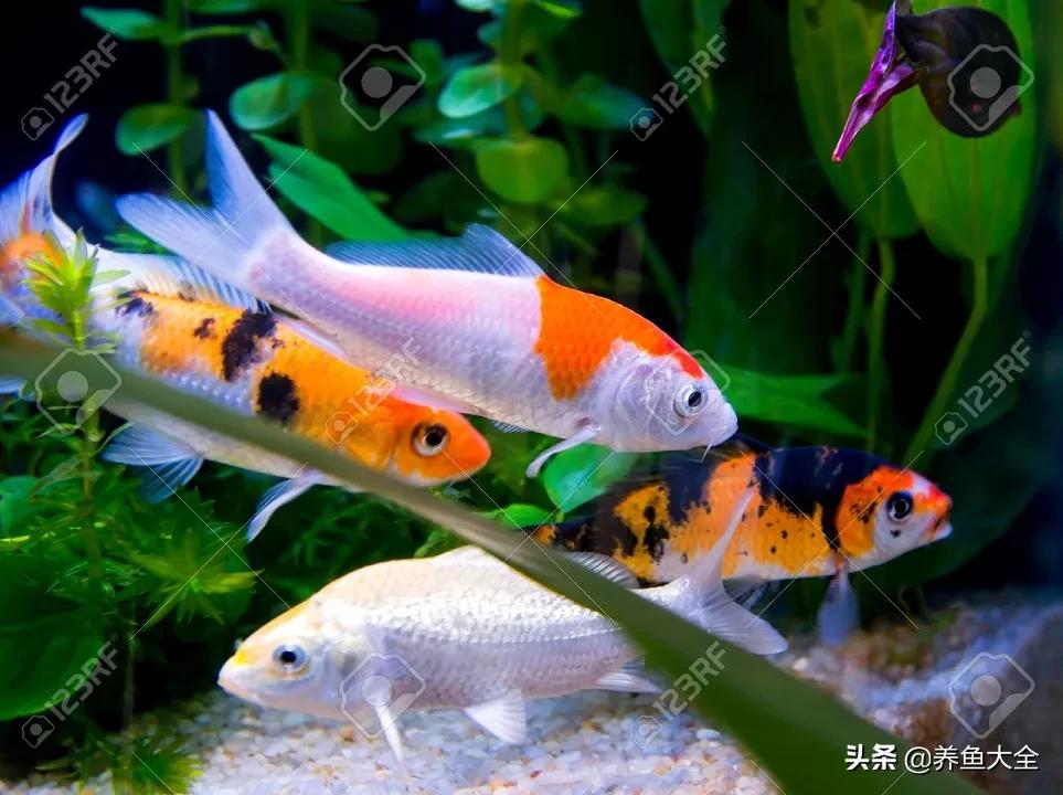 新池锦鲤养水正确方法,锦鲤池无水养锦鲤怎么养的