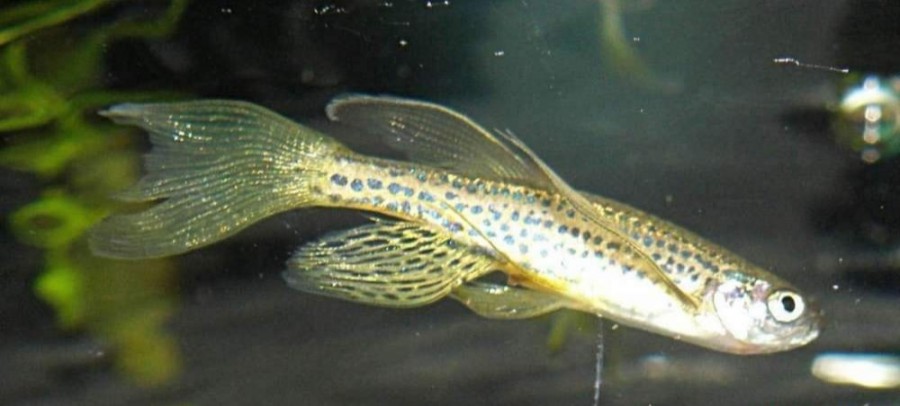 豹纹斑马鱼是什么鱼种,豹纹蝶翼荧光绿斑马鱼