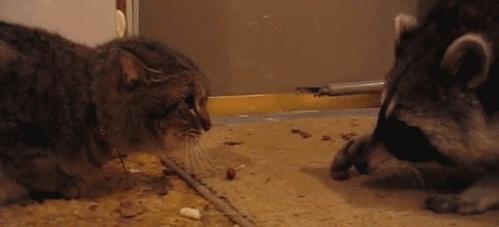 搞笑小浣熊图片,可爱的浣熊图片卡通