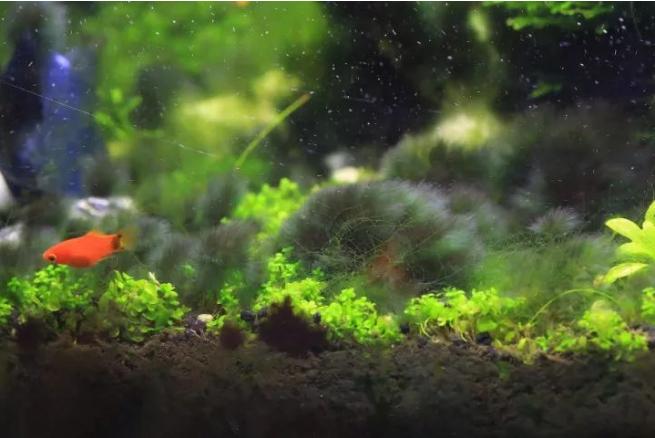 鱼缸经验,鱼缸换水实践经验分享