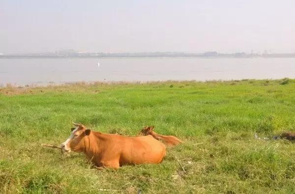 类似于橘子洲的江心洲有哪些,南京江心洲长沙橘子洲