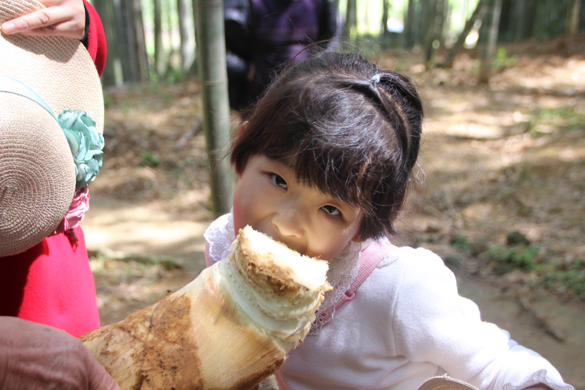 临海黄土山竹笋,浙江竹笋哪里最好