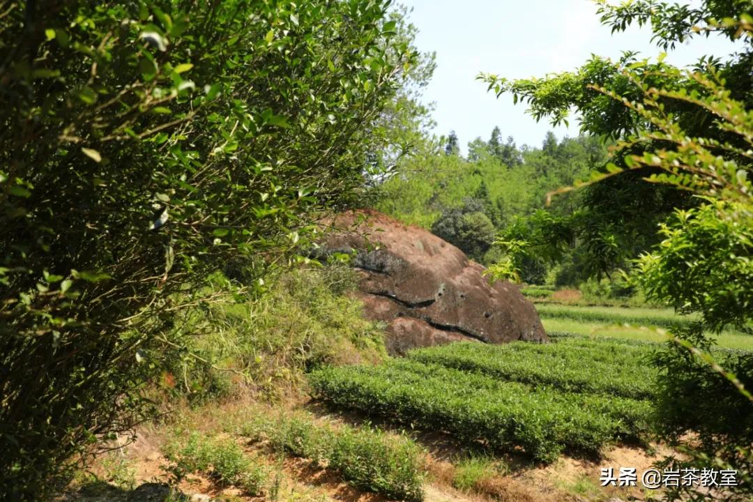 武夷山岩茶正岩山场详细介绍,岩茶玩家牛栏坑肉桂