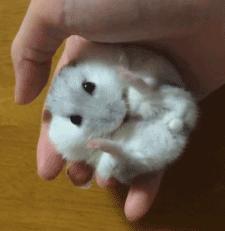 鼠年最稀有的老鼠,鼠年各种耗子大全