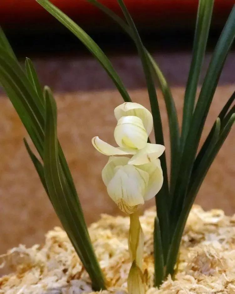 中国十大名贵稀有植物物种,全身是宝的名贵植物有哪些