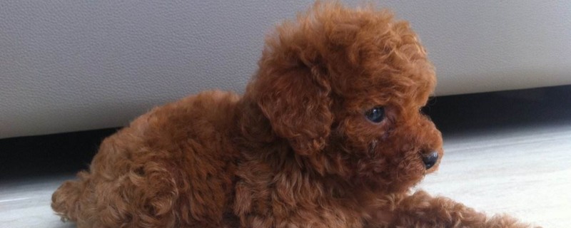 1岁玩具小体泰迪,泰迪不爱吃零食也不喜欢玩玩具