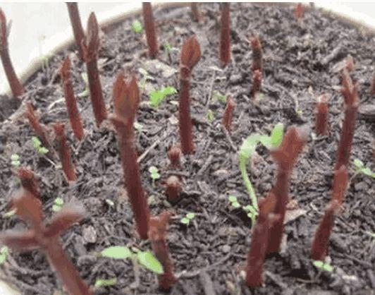 山竹吃完“核”别丢，丢水里，7天就发芽，赏完盆栽还有果子吃