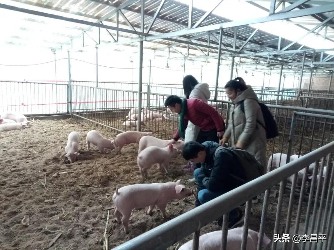 罗家村股份经济合作社,灵宝市罗家河果品专业合作社