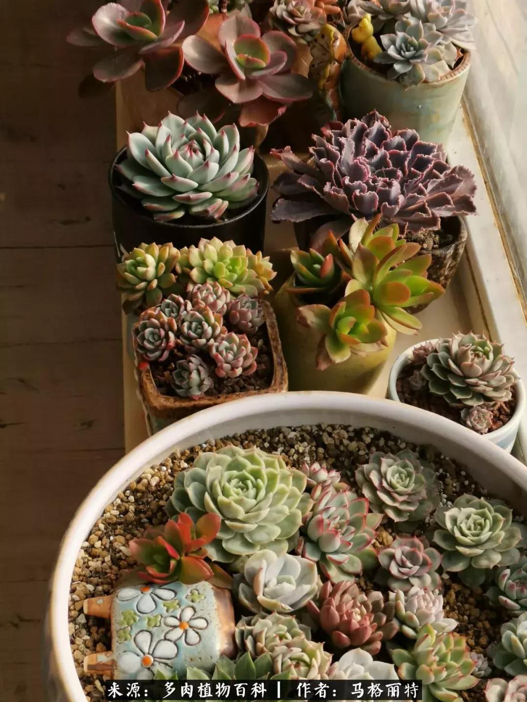 北方阳台多肉怎么过冬,北方阳台多肉