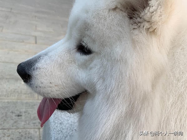 萨摩耶有多贪玩,萨摩耶玩耍日常