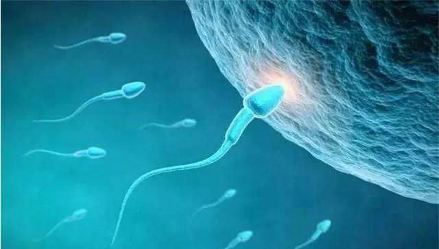 为什么几亿个精子受孕概率还不高,无数个精子只有一个与卵子结合