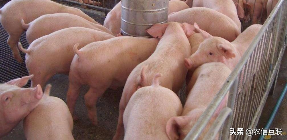 养猪致富新方向,养猪众筹商业模式