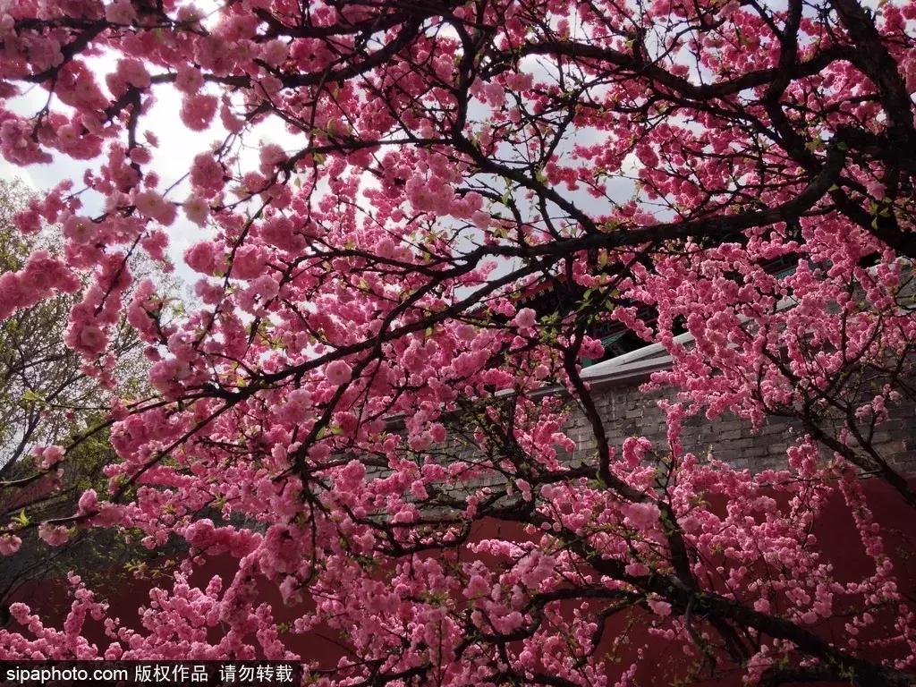春暖花开，北京周边适合登高的地方，花开正美！还有专线能直达一个5*级A**长城景区！