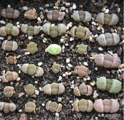 生石花初学者,生石花植物科普解说