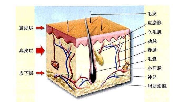 一夜白头怎么变黑,一夜白头怎么治疗