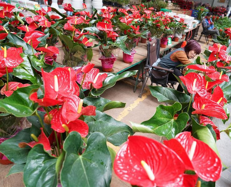 这八种花千万不要花钱购买了,碰到这4种花再漂亮也别买