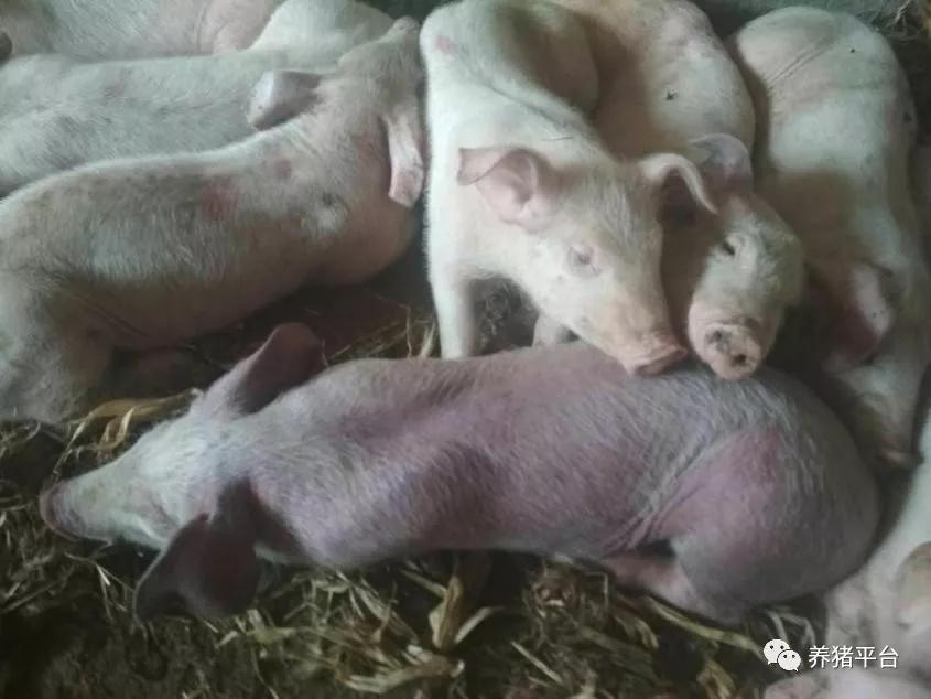 养鸡怎么保肝护肝,猪场保肝护肾排毒的中药