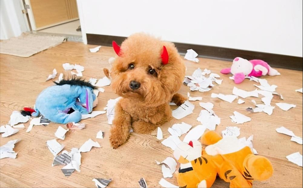 泰迪狗狗咬人怎么惩罚,泰迪大小便怎么惩罚