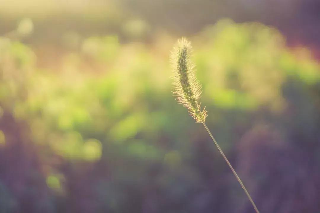 关于抒发情绪低落的诗词,激励人心的励志诗词