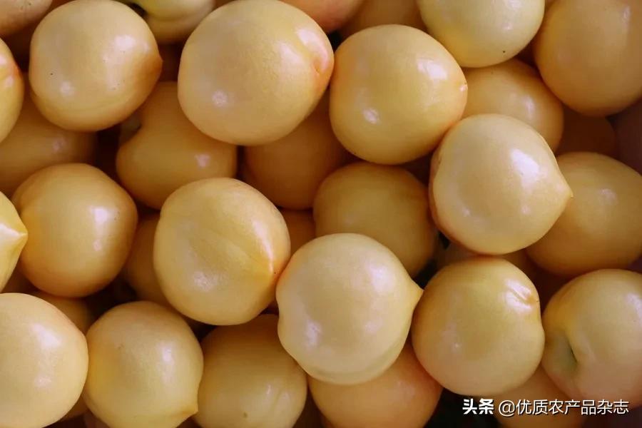 鲜食黄桃产地哪里的最好,什么种类的黄桃最好吃又甜