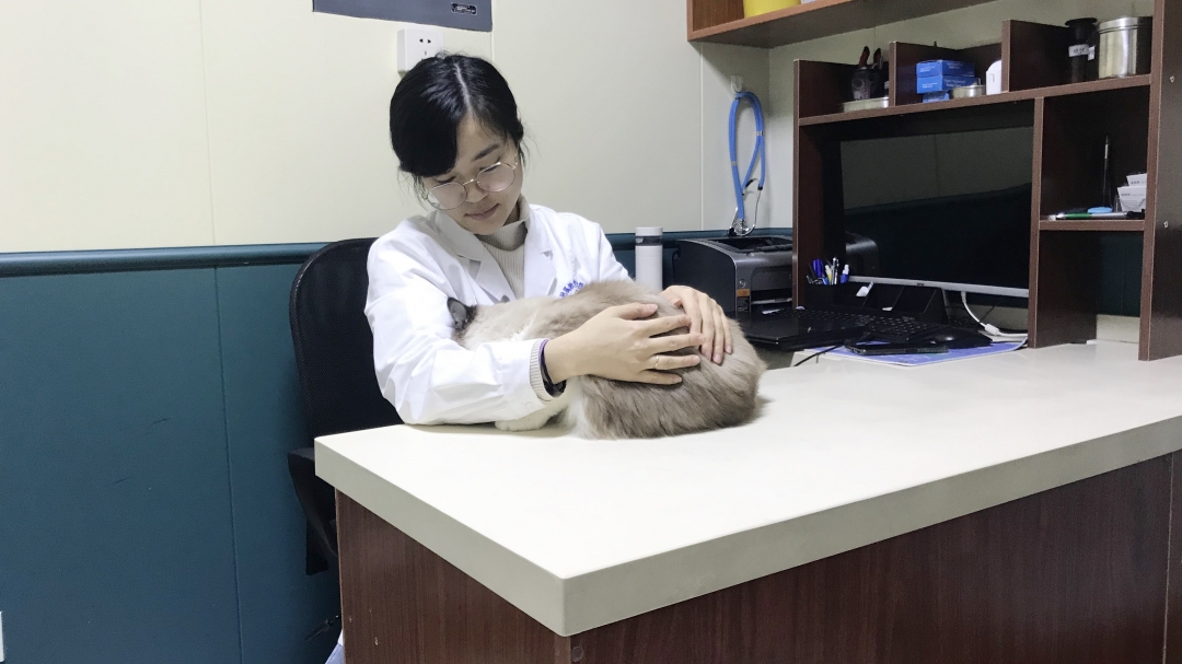 当了铲屎官才知道狗屎有多香,做了4年的铲屎官