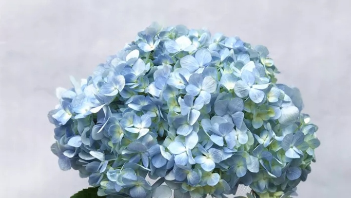 五种常见花材有什么颜色,常见绿色花材