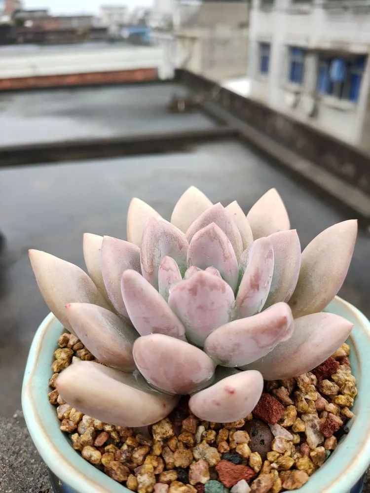 疫情期间在家欣赏多肉,疫情期间被多肉治愈