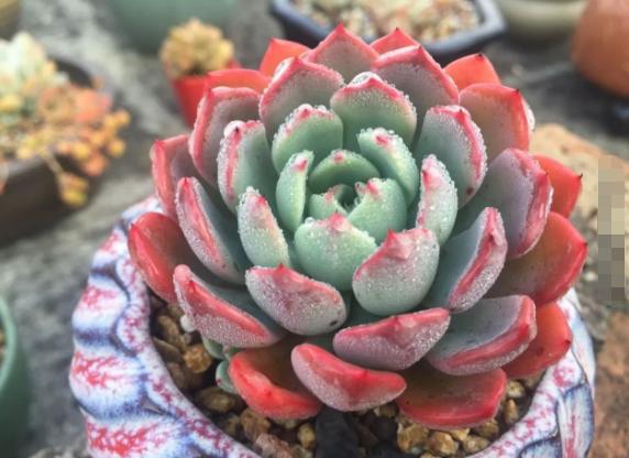 冬天多肉种好后怎么处理,多肉怎么过冬保暖