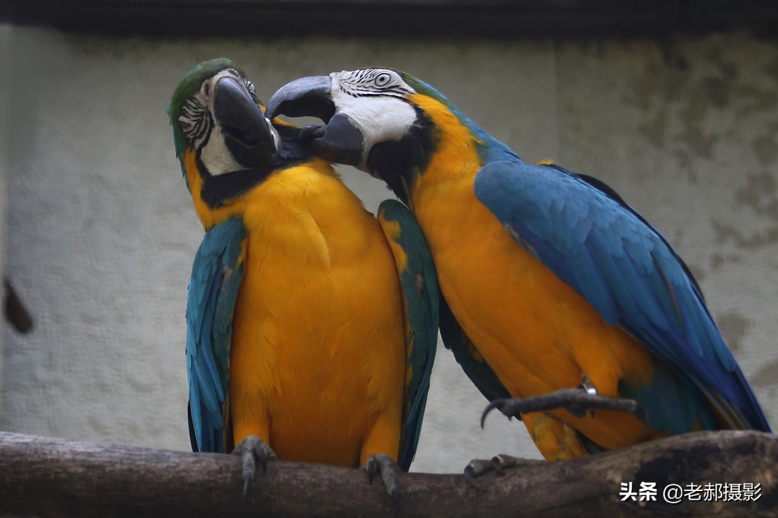 鹦鹉中它是最贵的了吧？