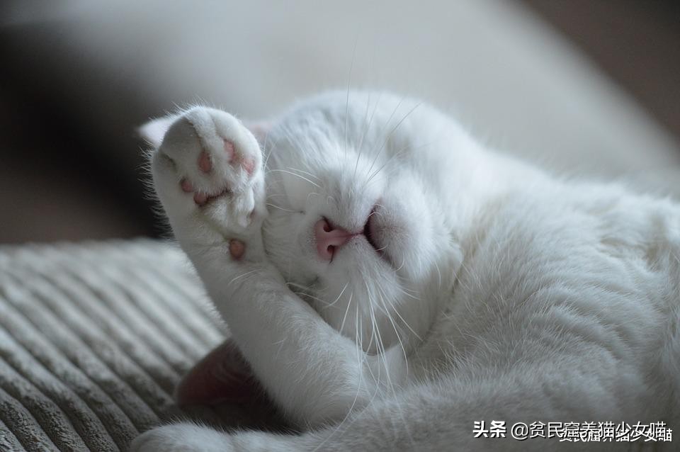 猫屎真的很臭的受不了吗,铲屎官说猫口臭