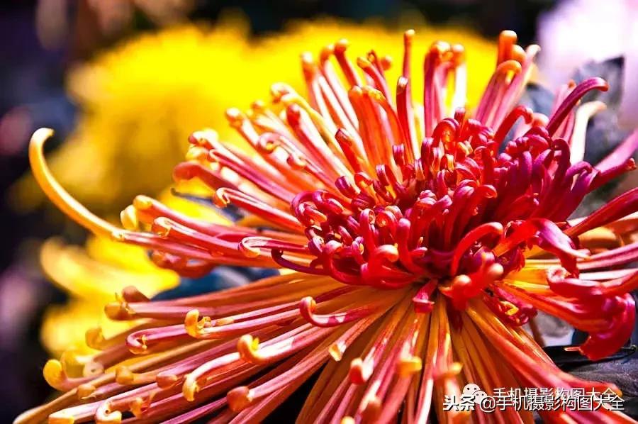 手机拍秋天摄影,记录秋天里的美好手机摄影