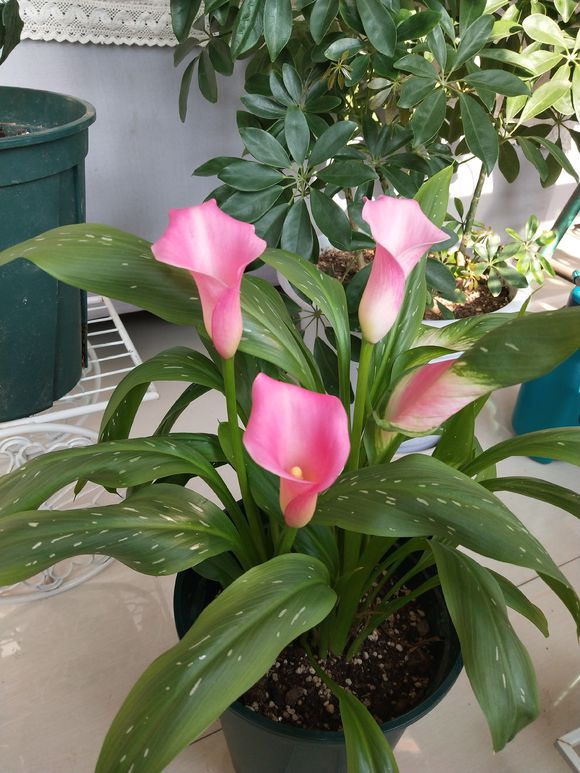 马蹄莲小苗黄叶是什么原因,马蹄莲黄叶不开花是什么原因