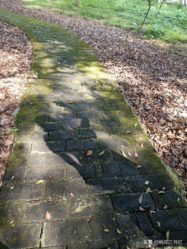 刘茂兰:含笑的影子