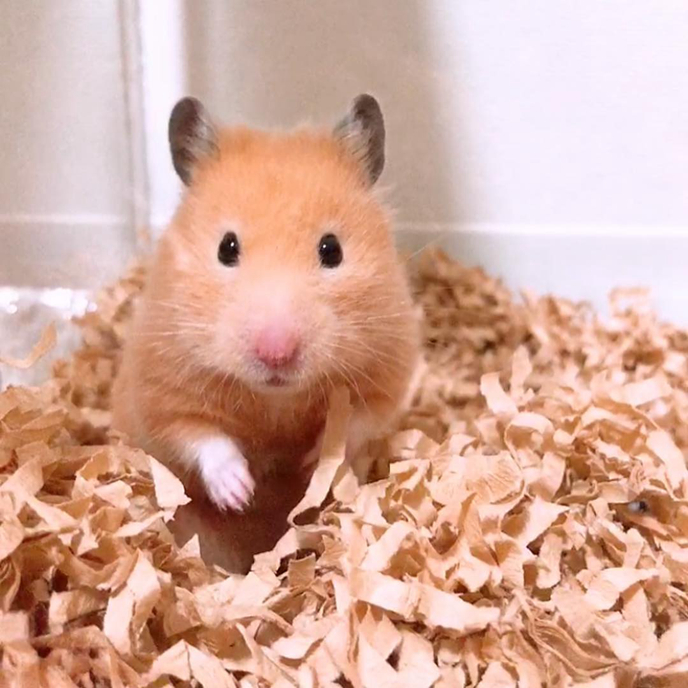 仓鼠的发情期怎么配对,仓鼠发情主人帮忙