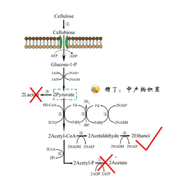 秸秆如何制成生物质燃料,玉米秸秆制作生物燃料