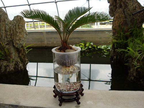 办公室摆件水培植物,办公室水培植物茉莉花