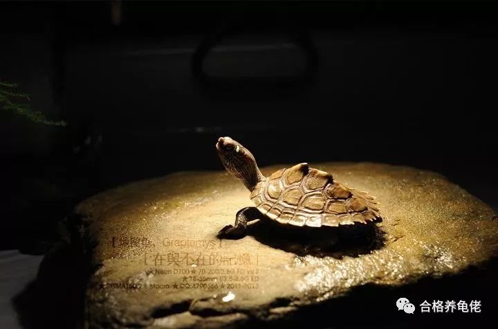 龟中二哈是什么龟,地图龟二哈行为