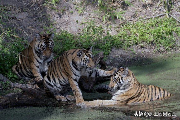 巴梅拉雄虎,传奇虎王战斗视频