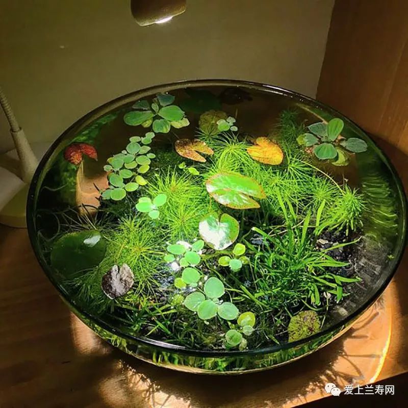 鱼缸五十种鱼,家庭鱼缸养什么鱼更容易存活